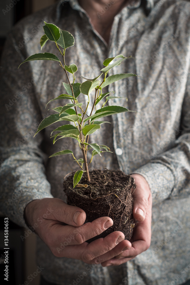 Fototapeta premium Ficus flower without pot in the man`s hands