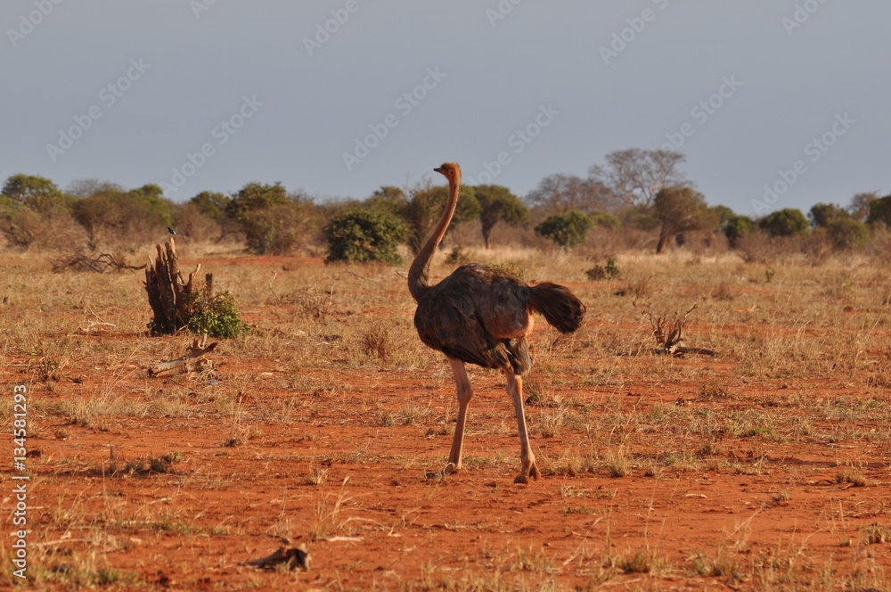 Naklejka premium struzzo