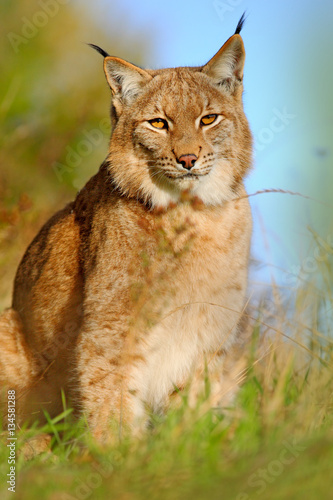 Eurasian Lynx in the field, hidden in the grass. Cute lynx in the autumn forest. Lynx in the grass with evening sun. Wildlife scene with cat from Europe. Wild cat Lynx in the nature meadow habitat. © ondrejprosicky