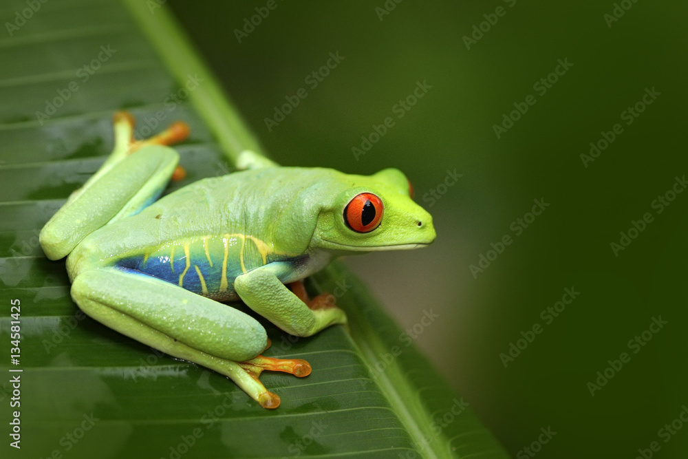 Beautiful frog in forest, exotic animal from central America. Red-eyed Tree Frog, Agalychnis callidryas, animal with big red eyes, in the nature habitat, Costa Rica. Frog in the nature.