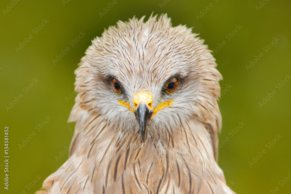 Obraz premium Detail close-up portrait of bird of prey with green background. Black Kite, Milvus migrans, brown bird of prey sitting larch tree branch. animal in the nature habitat. Black Kite in the forest.