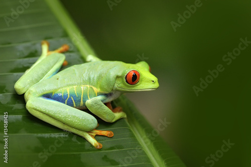 Beautiful frog in forest, exotic animal from central America. Red-eyed Tree Frog, Agalychnis callidryas, animal with big red eyes, in the nature habitat, Costa Rica. Frog in the nature. © ondrejprosicky