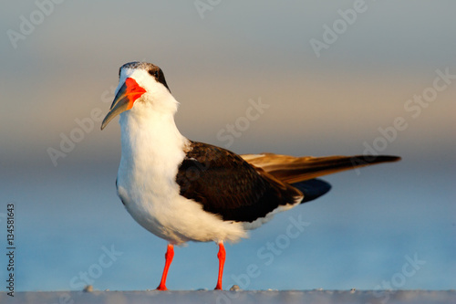 Black Skimmer, Rynchops niger, beautiful tern in the water. Black Skimmer in the Florida coast, USA. Bird in the nature sea habitat. Skimmer drinking water with open wings. Wildlife scene from nature photo