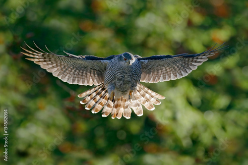 Flying bird Goshawk with blurred orange and green autumn tree forest in the background. Action wildlife scene from forest. Goshawk in fly, open wings. Goshawk in the nature habitat. Eagle flight.