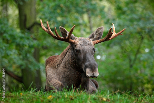 Wildlife scene from Sweden. Moose lying in grass under trees. Moose, North America, or Eurasian elk, Eurasia, Alces alces in the dark forest during rainy day. Beautiful animal in the nature habitat.