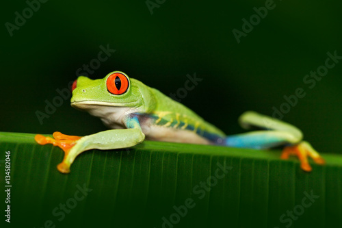 Beautiful exotic animal from central America. Red-eyed Tree Frog, Agalychnis callidryas, animal with big red eyes, in the nature habitat, Panama. Frog in the nature. Beautiful frog in forest.