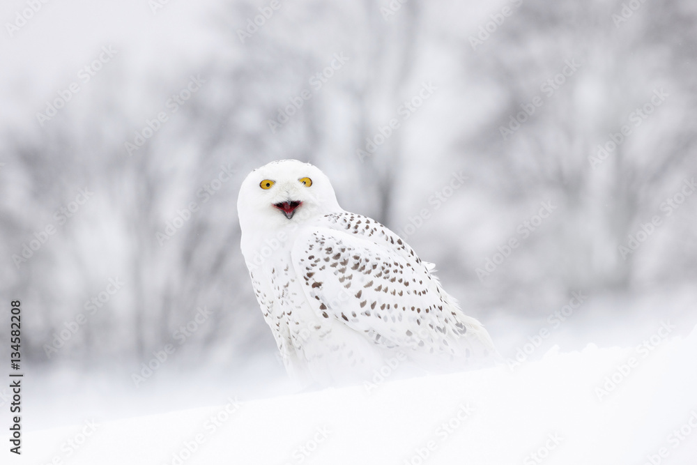 Naklejka premium Ptak Sowa śnieżna siedzi na śniegu, zimowa scena z płatkami śniegu na wietrze.
