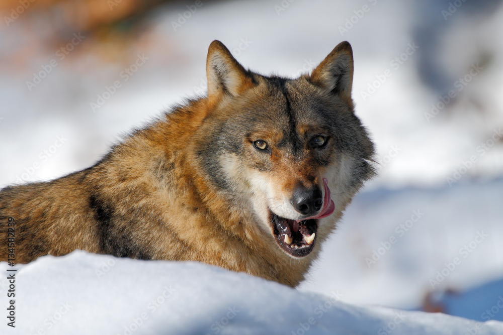 Fototapeta premium Gray wolf, Canis lupus, portrait with stuck out tongue, at white snow