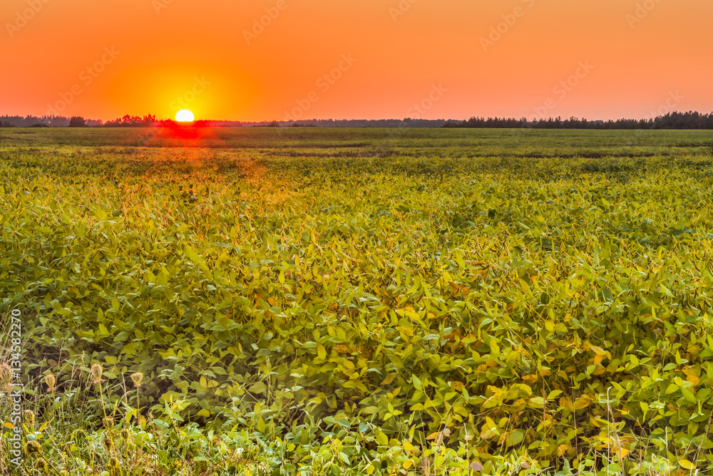Закат в поле спелой фасоли