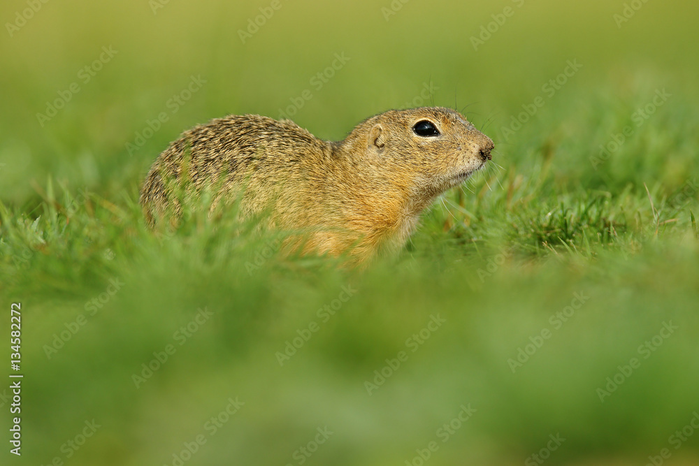 European Ground Squirrel, Spermophilus citellus, sitting in the green grass during summer, Czech European Ground Squirrel, Spermophilus citellus, sitting in the green grass during summer, Czech