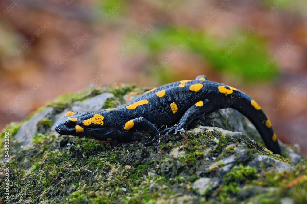 Gorgeous Fire Salamander, Salamandra salamandra, spotted amphibian on the grey stone with green moss Gorgeous Fire Salamander, Salamandra salamandra, spotted amphibian on the grey stone with green moss