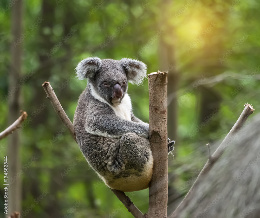 Obraz premium koala on tree sunlight on a branch
