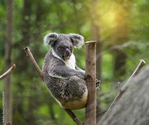 Fototapeta Naklejka Na Ścianę i Meble -  koala on tree sunlight on a branch