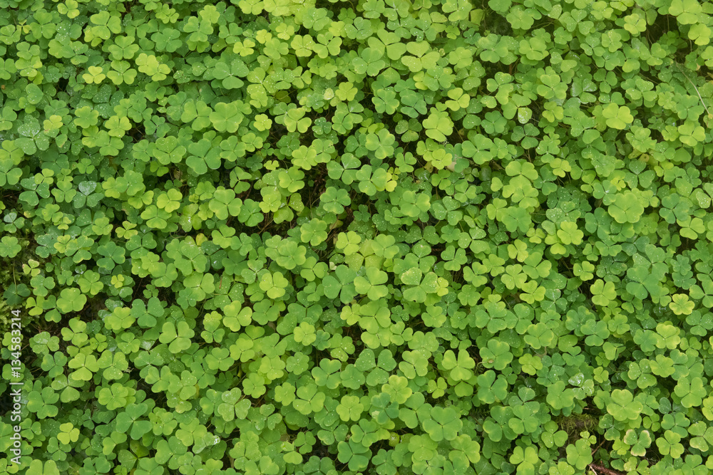 Green background wood sorrel Green background wood sorrel