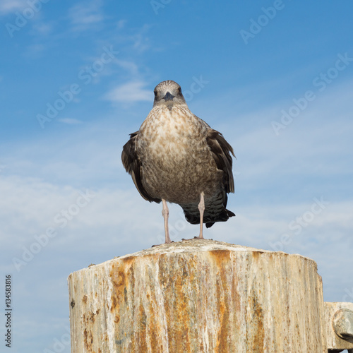 Seagull sitting on a pier post against the sky in the evening su