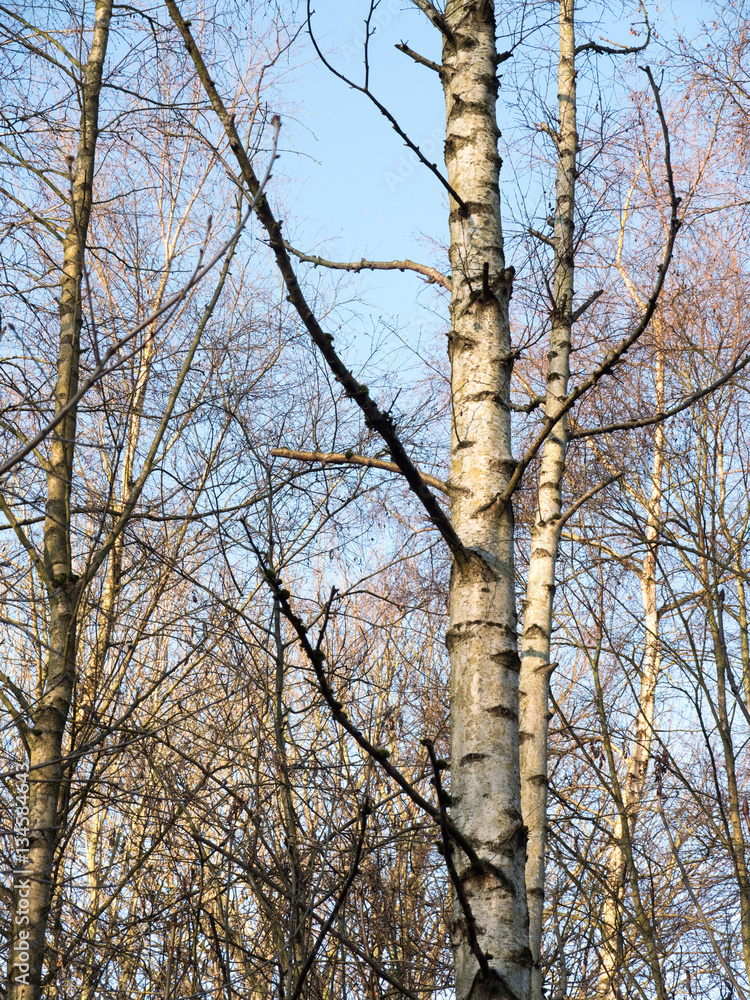 Silver birch trees on a sunny blue winters day in a park in Manchester Silver birch trees on a sunny blue winters day in a park in Manchester