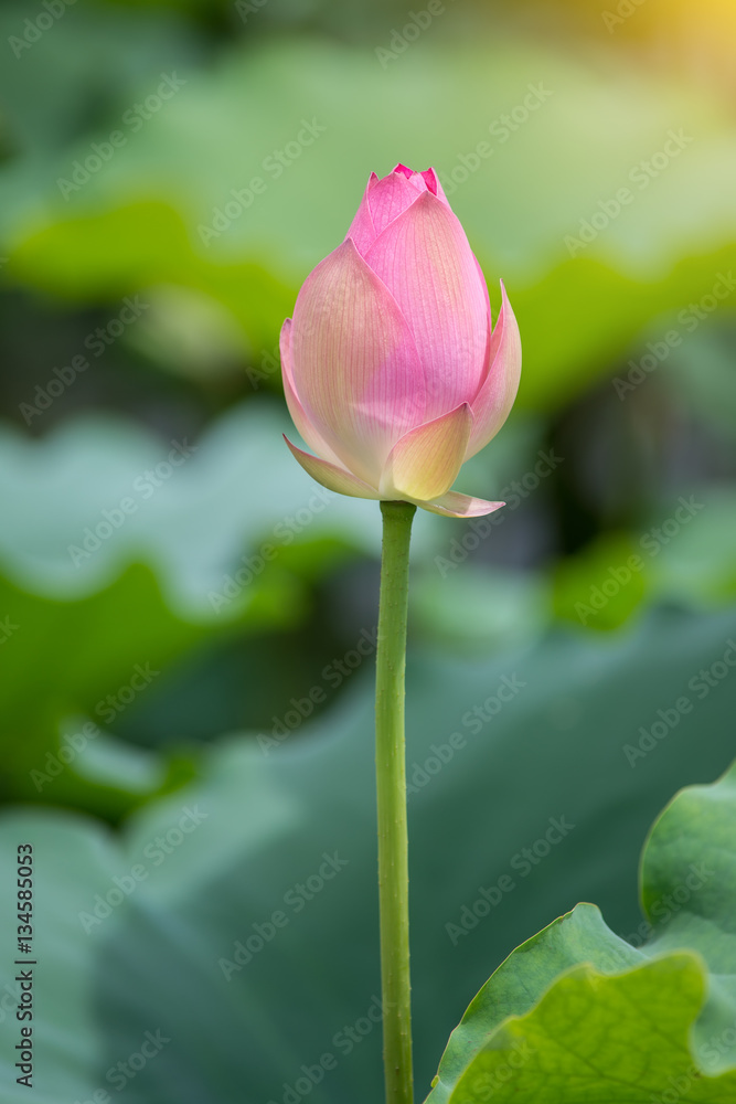 blooming lotus flower