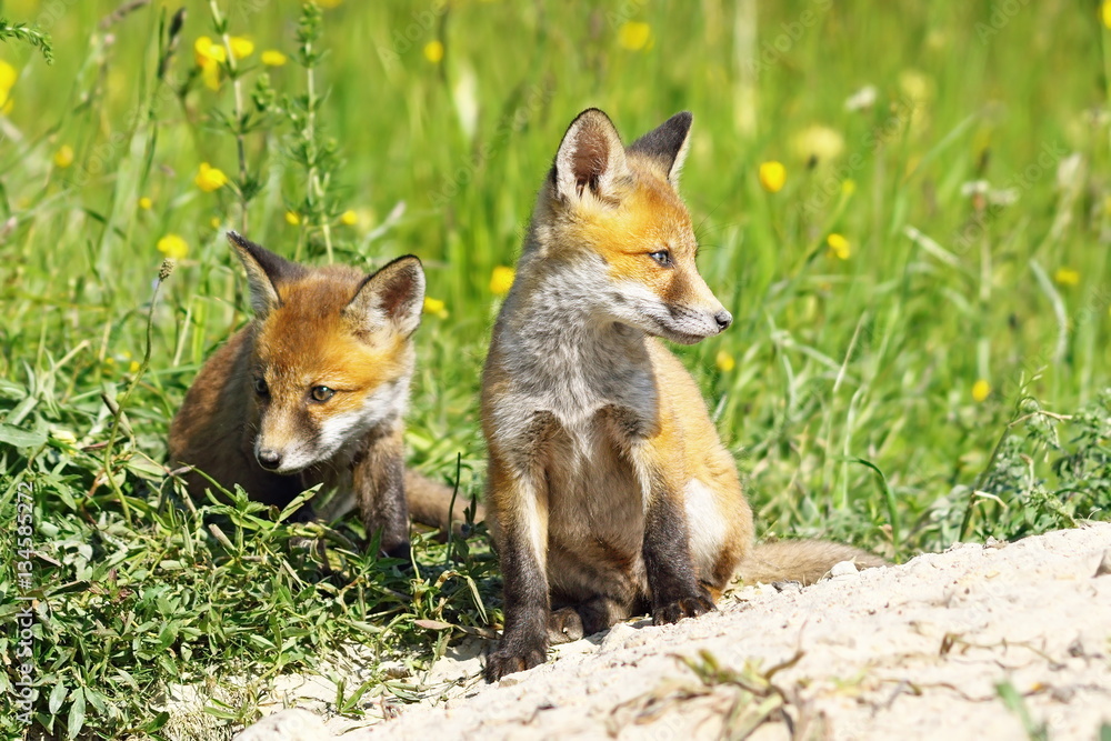 fox babies near the den fox babies near the den