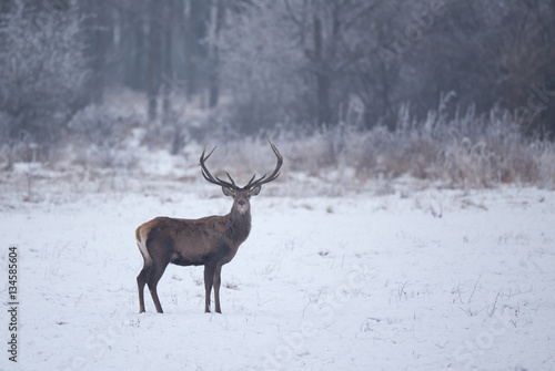 Red deer in snow © Budimir Jevtic