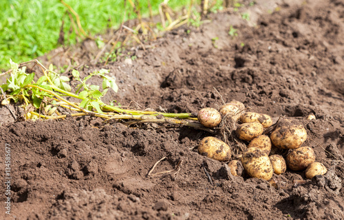 Freshly dug organic potatoes on the field in sunny day