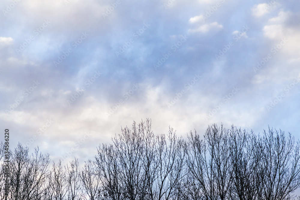 Storm clouds on a blue sky with winter branch trees Storm clouds on a blue sky with winter branch trees