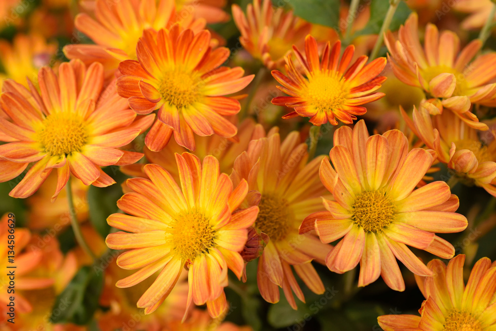 Orange chrysanthemum flower Orange chrysanthemum flower