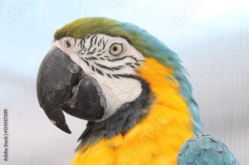 beautiful parrot 