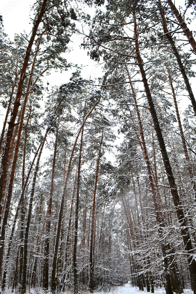 Winter forest Winter forest