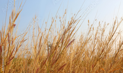yellow dry grass field