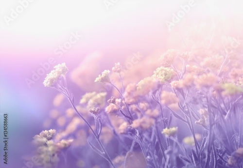 Abstract floral spring summer natural template border with beautiful soft blurred lilac purple tones background sunlight. Wild campestral flowers on meadow. Dreamy gentle air artistic image. photo