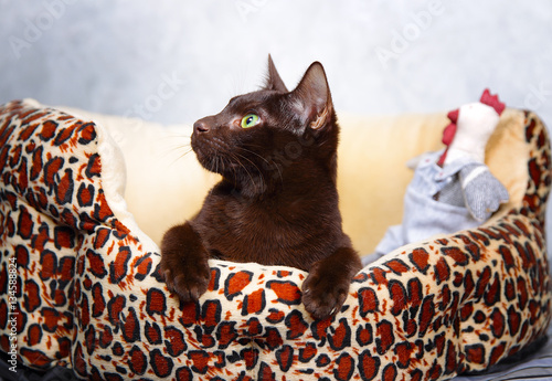 Photography Brown Havana siamese cat