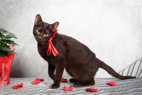 Brown Havana siamese cat photo