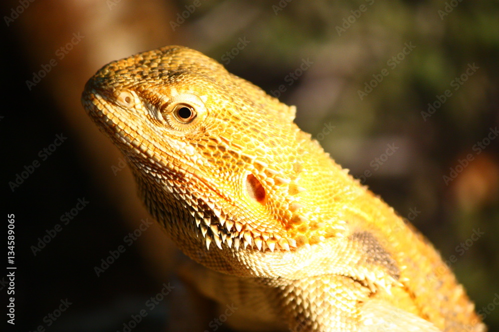 Obraz premium Ящерица