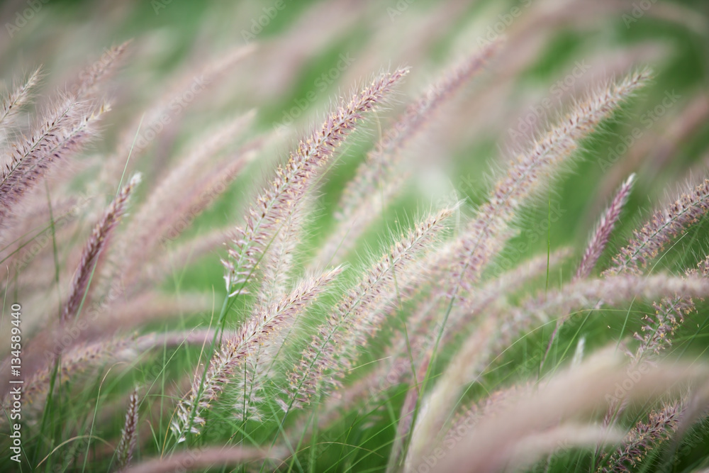 reeds grass as background texture. reeds grass as background texture.