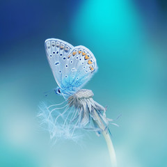 Beautiful tender delicate butterfly on a clean blue background close-up macro on a flower dandelion in spring on a beautiful blurred background. Dreamy romantic extraordinary artistic image.