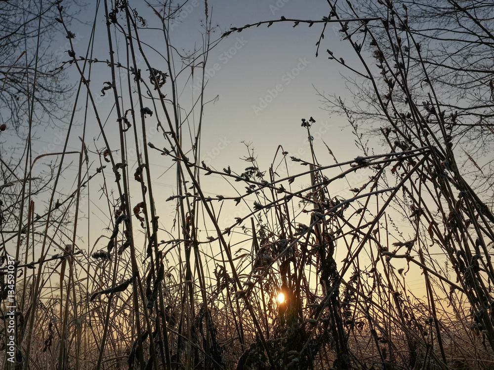 Beautiful morning sunrise through the frozen wild plants