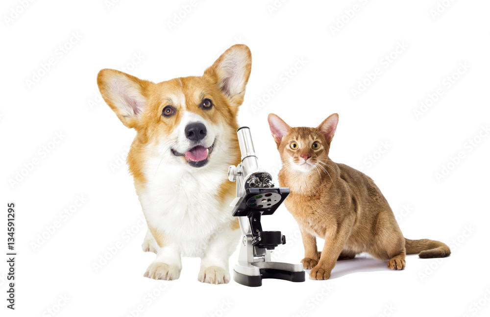 dog and cat on a white background