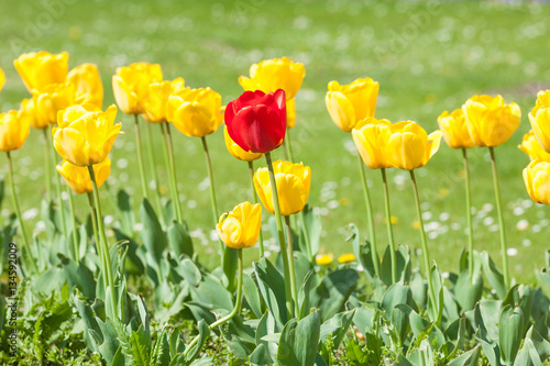 Fototapeta Naklejka Na Ścianę i Meble -  Yellow tulip field in spring