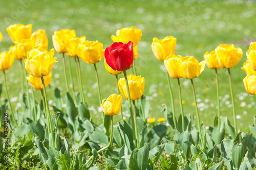 Yellow tulip field in spring