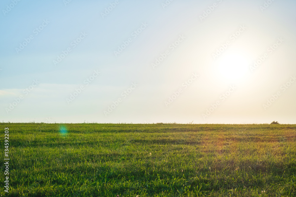 Background photography of bright lush grass field under blue sunny sky. Outdoor countryside meadow nature. Rural pasture landscape.