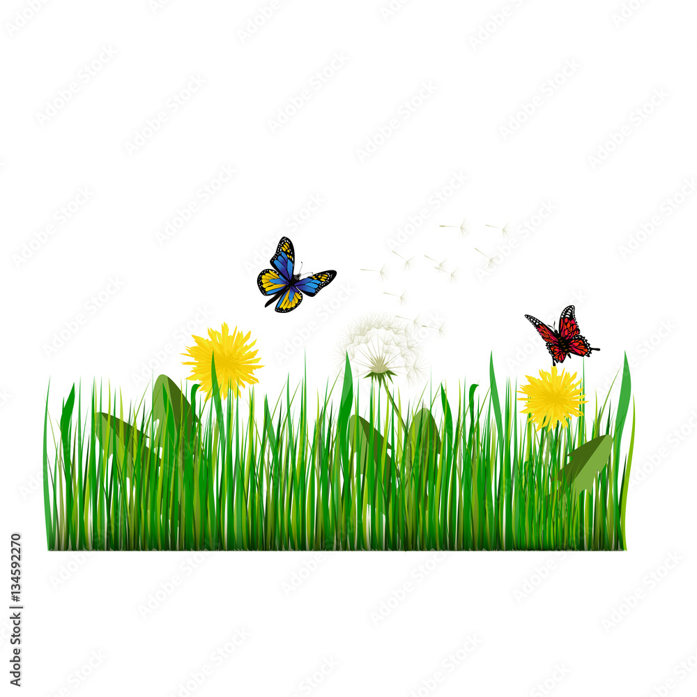 Green Grass with dandelion Vector Illustration