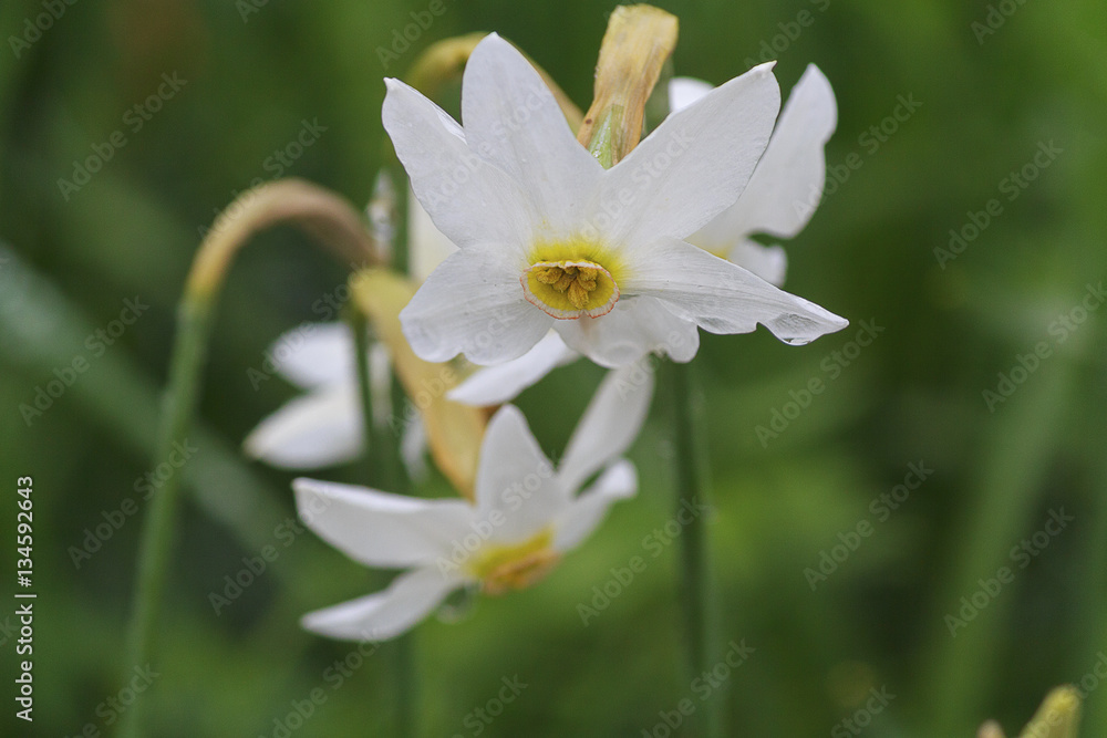 Obraz premium Fowers are white daffodil with dew closeup. Nature