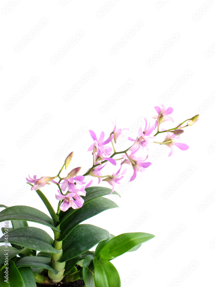 beautiful pink orchid flower bud isolated on white background beautiful pink orchid flower bud isolated on white background