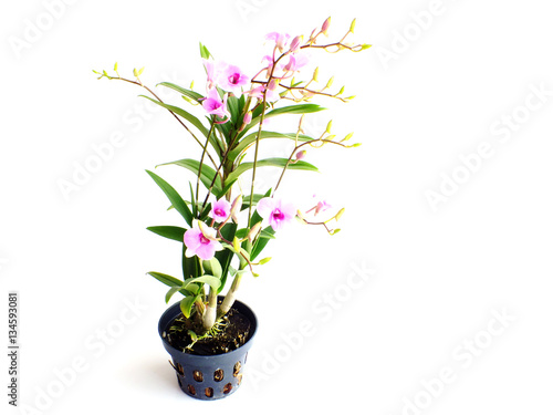 Fototapeta Naklejka Na Ścianę i Meble -  beautiful pink orchid flower bud isolated on white background