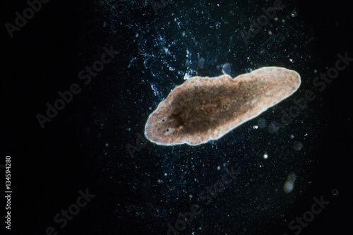 Planarian parasite  (flatworm)  under microscope view. photo