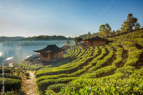 Beautiful scenic view of house in tea field on mountain in Mae Hong Son,Thailand.