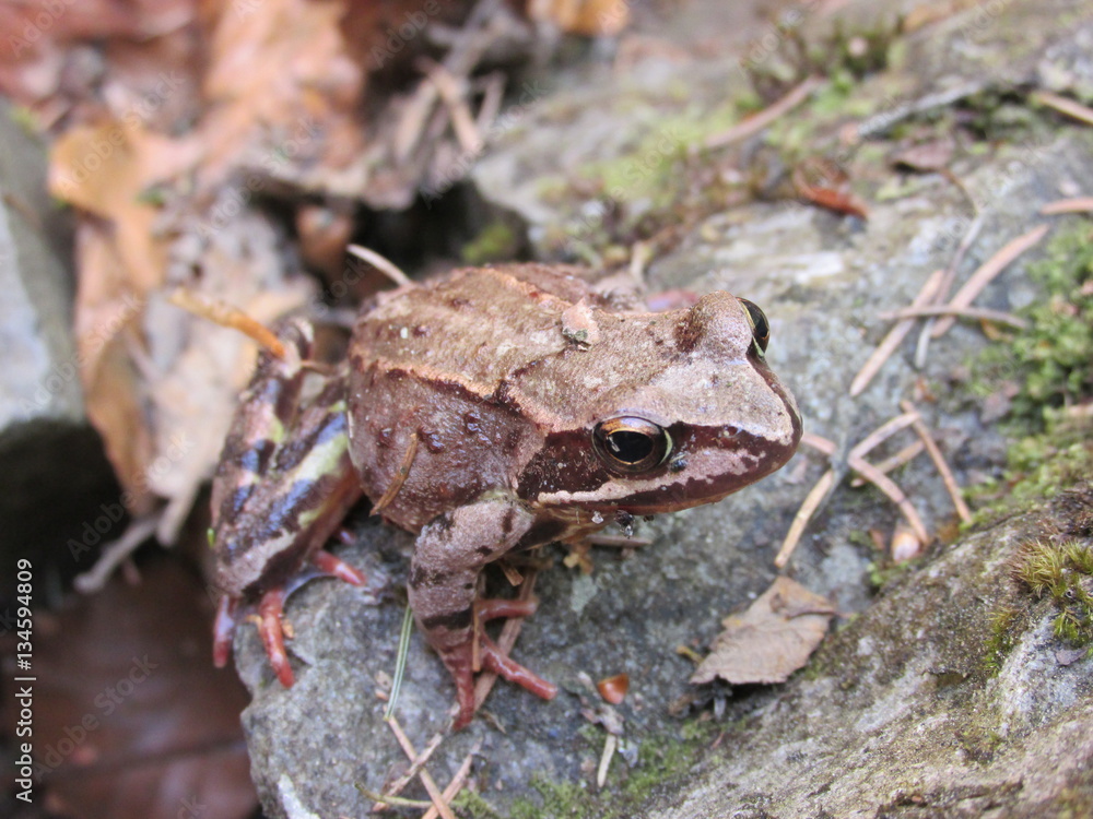 Fototapeta premium frog on a rock
