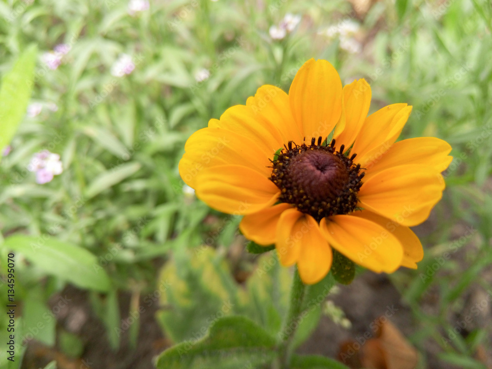 Beautiful yellow flower in the garden Beautiful yellow flower in the garden