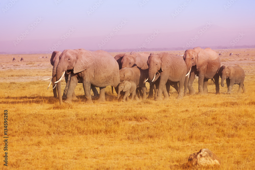Naklejka premium Elephant family in Maasai Mara National Reserve