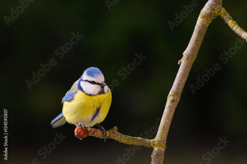 Blue Tit Sitting on a Branch